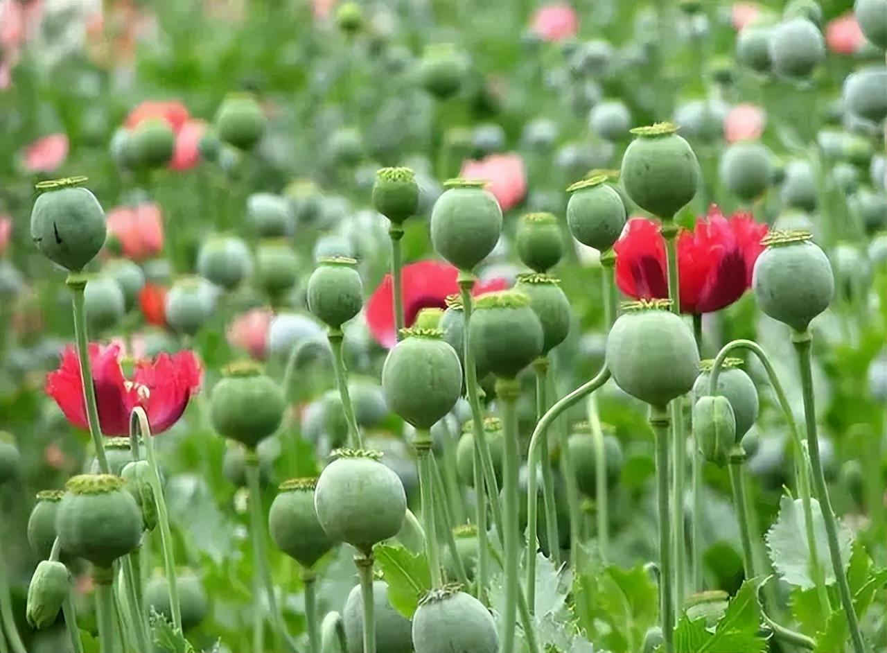 警方又找到了郭某在农村的家里,想要看一看他们是如何获得罂粟原料的