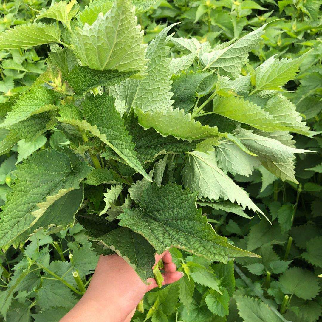 阳台仙草系列-藿香种植攻略