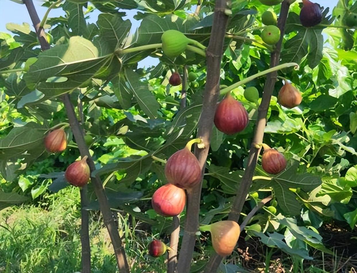 波姬红无花果——极易成活的无花果树,一年两熟收获多!