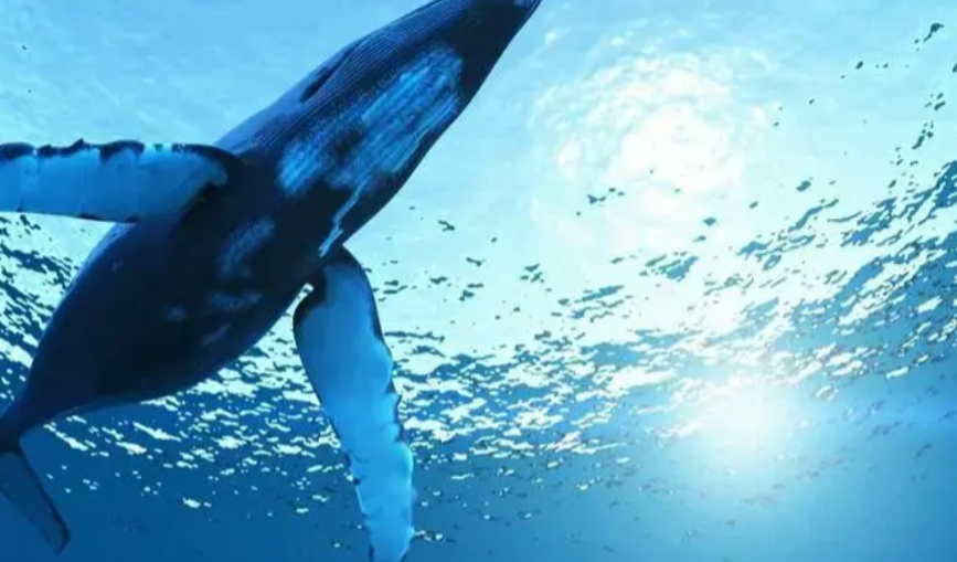 回顾日本为何执意捕杀鲸鱼并非为吃肉真正目的值得各国警惕