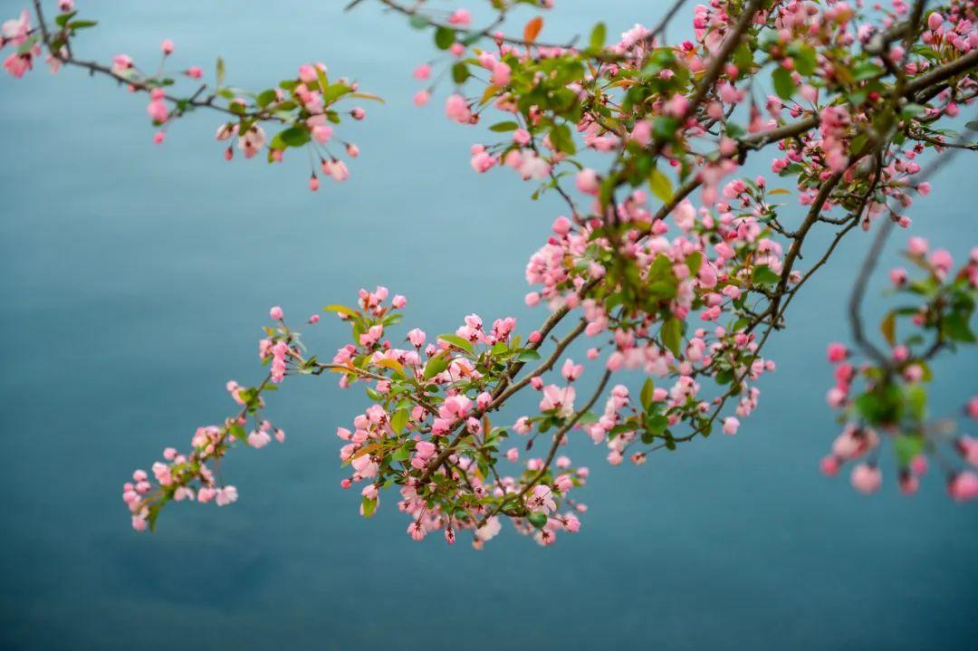 海棠最佳观赏期,周末来这些地方打卡吧!