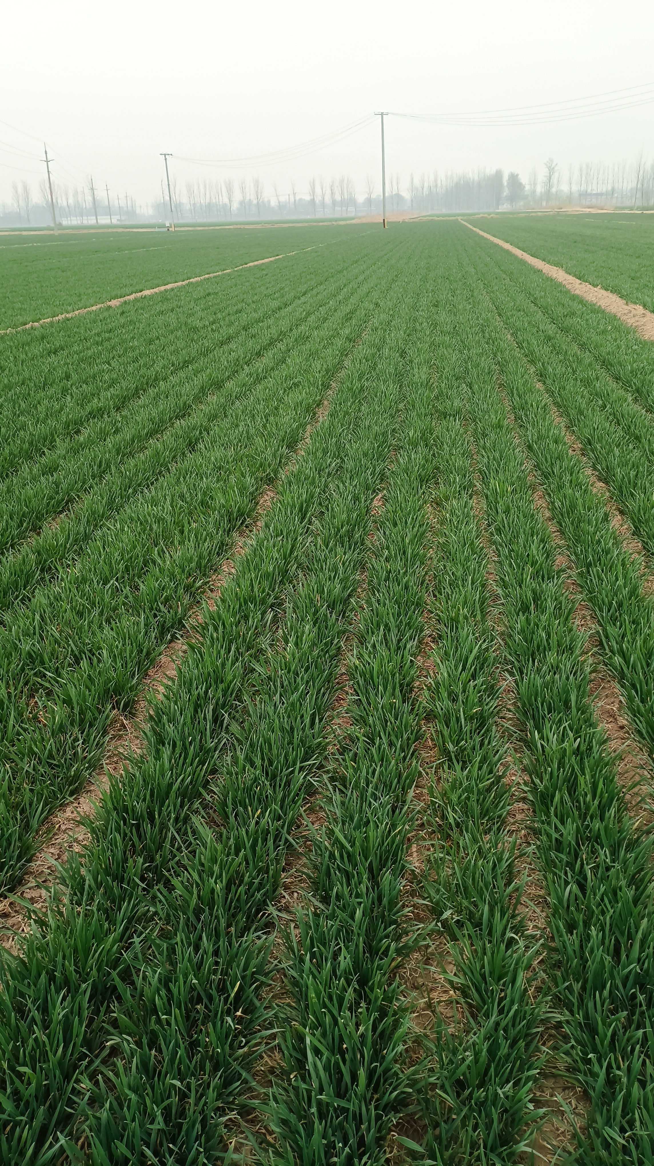 小麦拔节期怎样管理才能高产