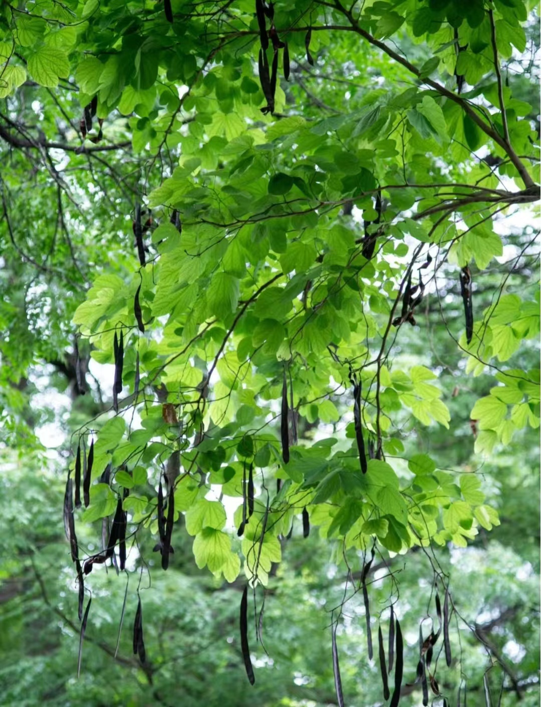 羊蹄甲树图片  羊蹄甲 又名玲甲花