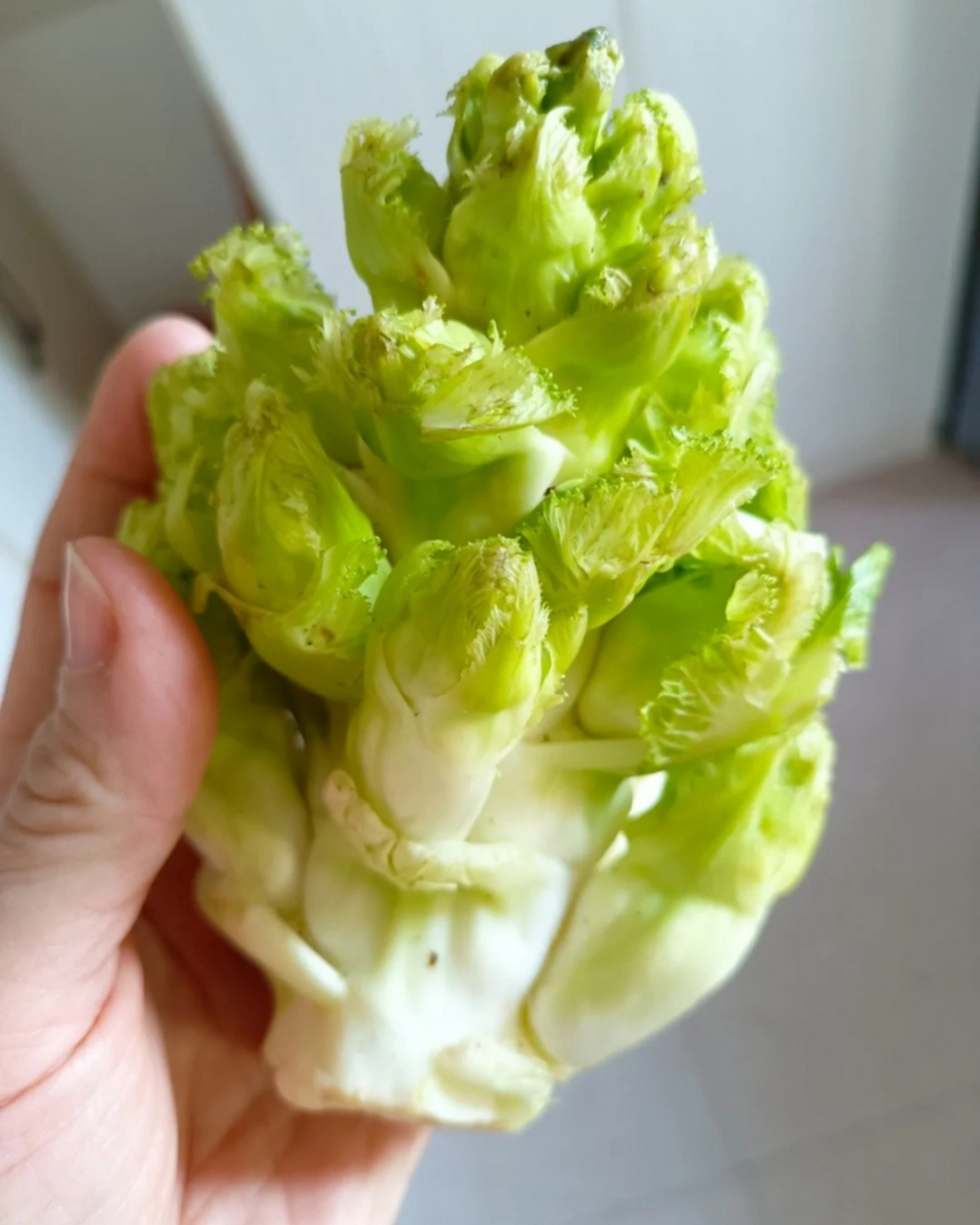 儿菜图片  儿菜,学名"抱子芥",又名娃娃菜,超生菜等,是芥菜的一种.