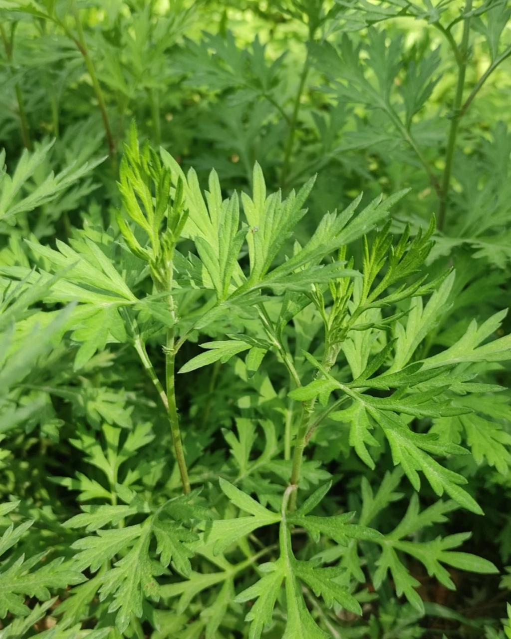 艾草图片  艾草,这株自远古时代便与我们民族相伴的