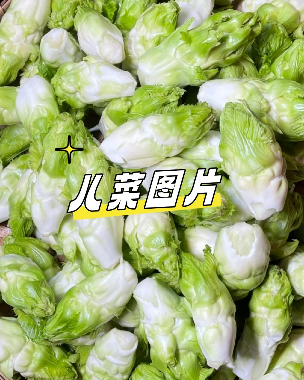 儿菜图片  儿菜,学名抱子芥,又名娃娃菜,超生菜等,是芥菜的一种