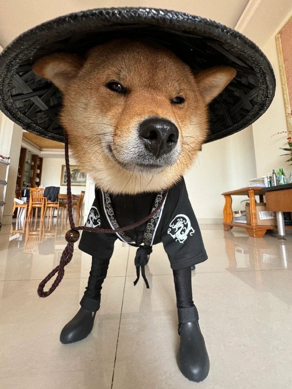 柴犬:我是一名侠客/ 侠之狗者