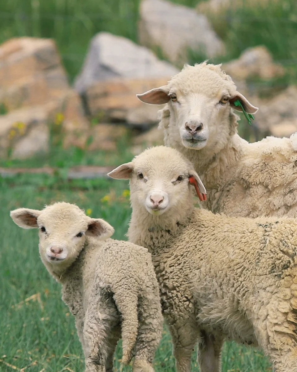 羊图片   羊,这种温顺而又坚韧的动物,总是给人一种温暖而宁静的感觉