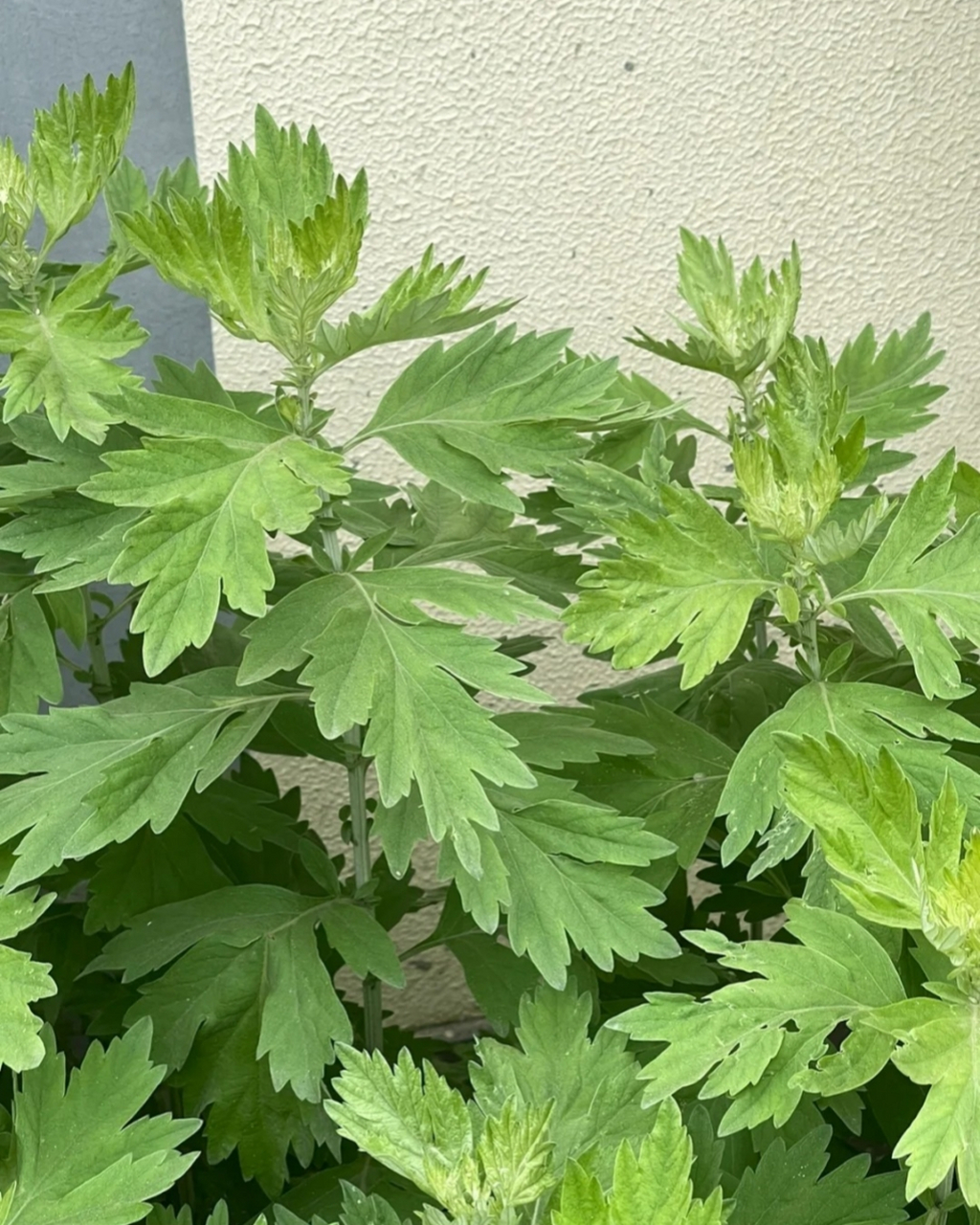 艾草图片  艾草,这株自远古时代便与我们民族相伴的