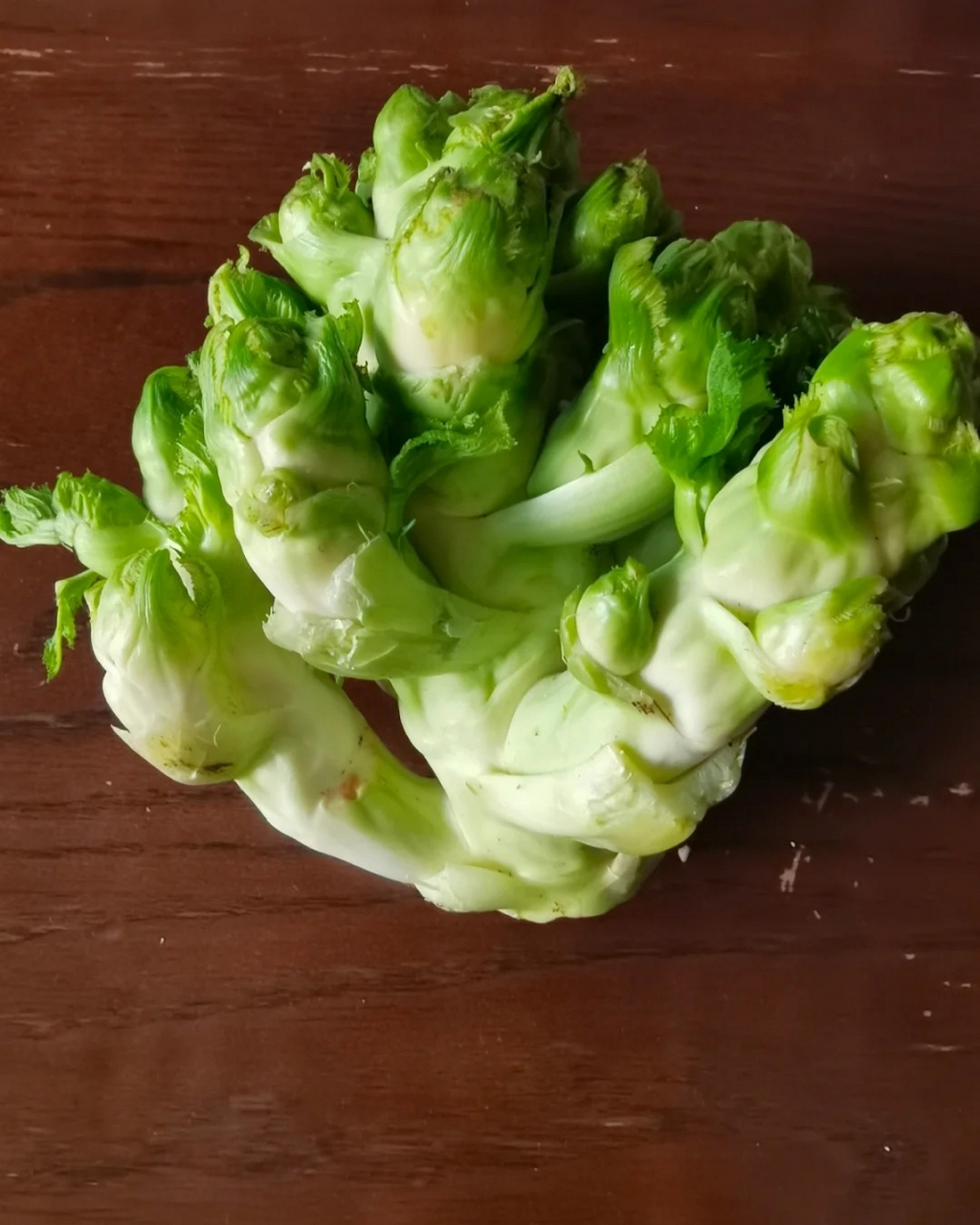 儿菜图片  儿菜,学名"抱子芥",又名娃娃菜,超生菜等,是芥菜的一种.