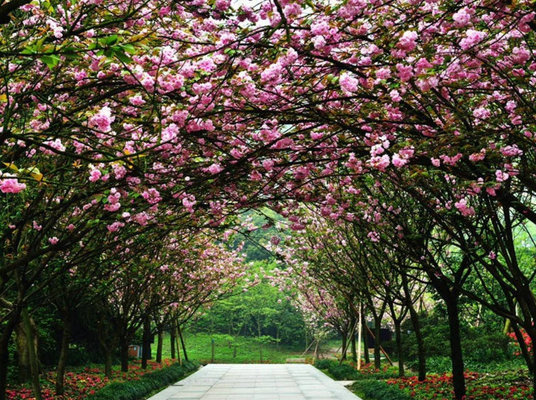 花满山城# 重庆南山植物园位于重庆市南岸区,是一个集科普,观赏,邢行