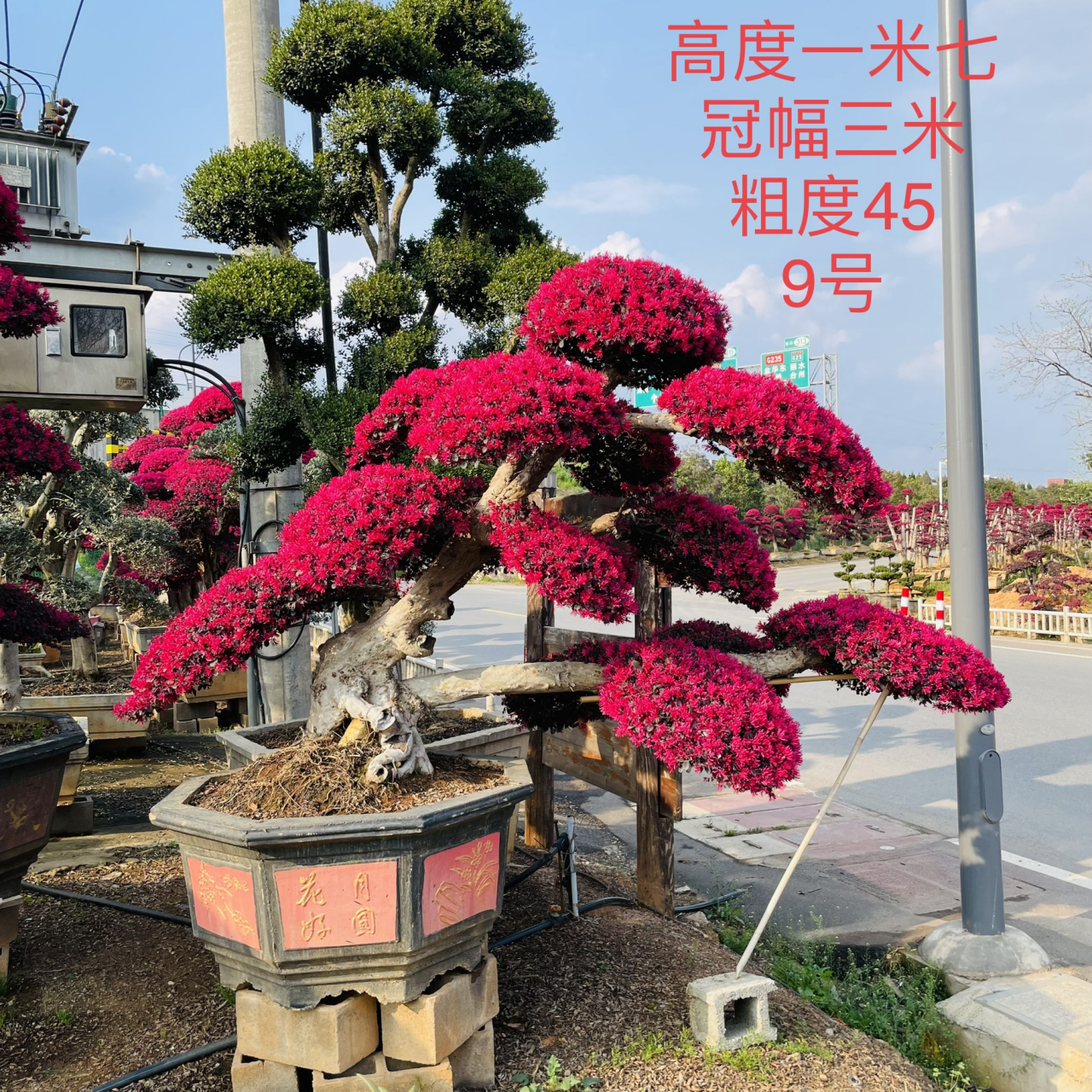 苏泽园艺,不仅提供优质的庭院别墅景观树种,还提供专业的种植和养护服