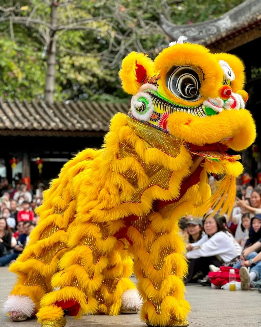 让我们共同欣赏这充满力量和韵律的舞狮表演,感受那