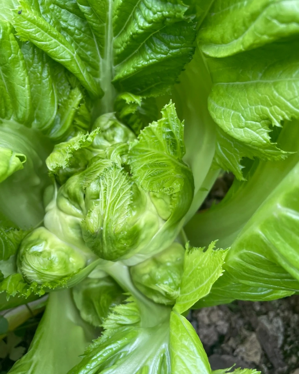 儿菜图片  儿菜,学名"抱子芥",又名娃娃菜,超生菜等,是芥菜的一种.