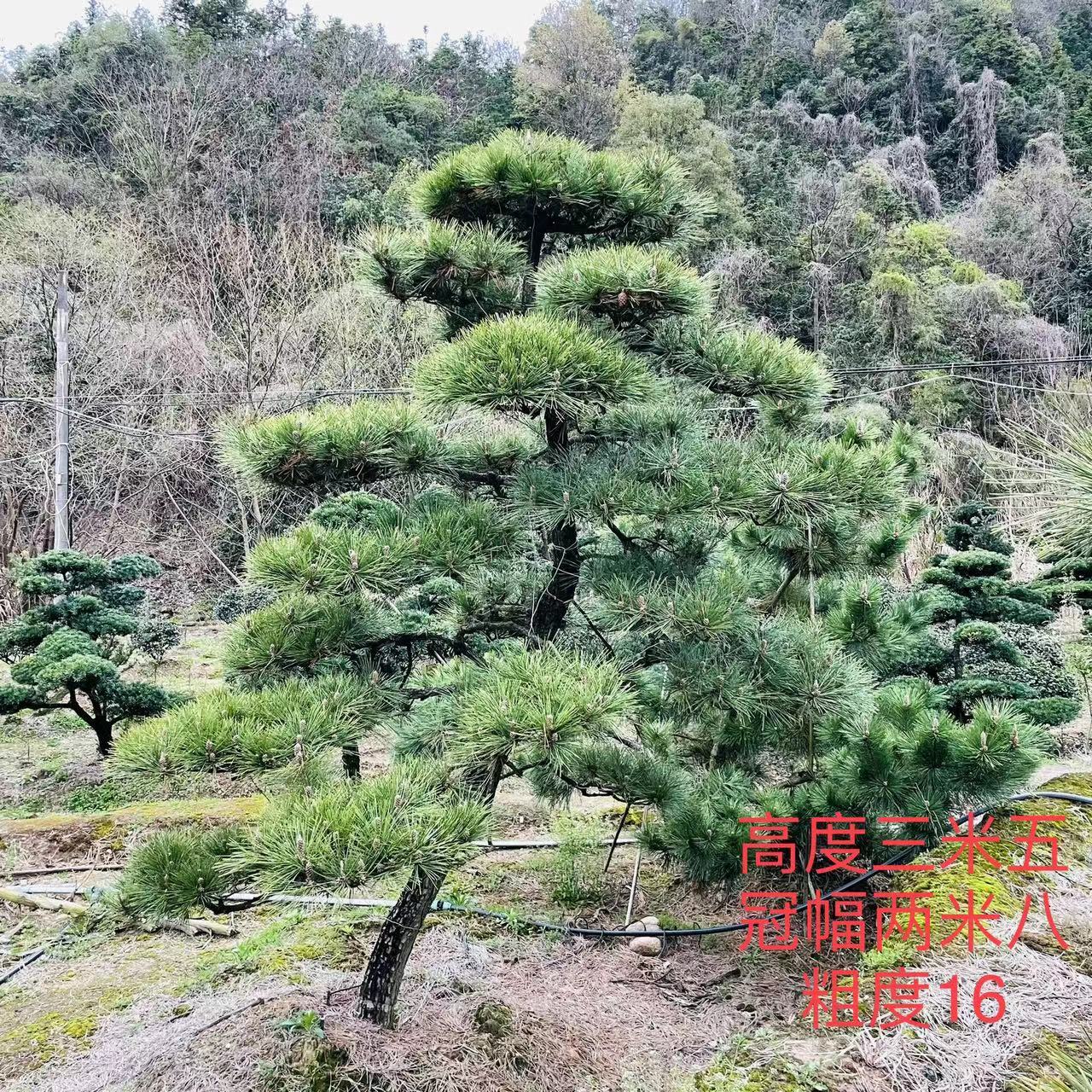 苏泽园艺的黑松与罗汉松,都是经过精心挑选和培养的,保证每一棵都是优