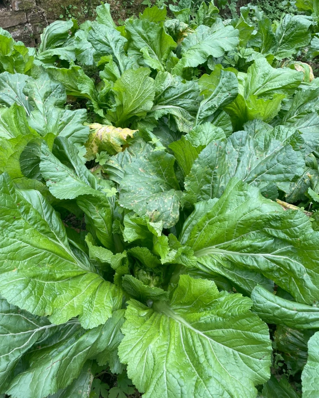儿菜图片  儿菜,学名"抱子芥",又名娃娃菜,超生菜等,是芥菜的一种.