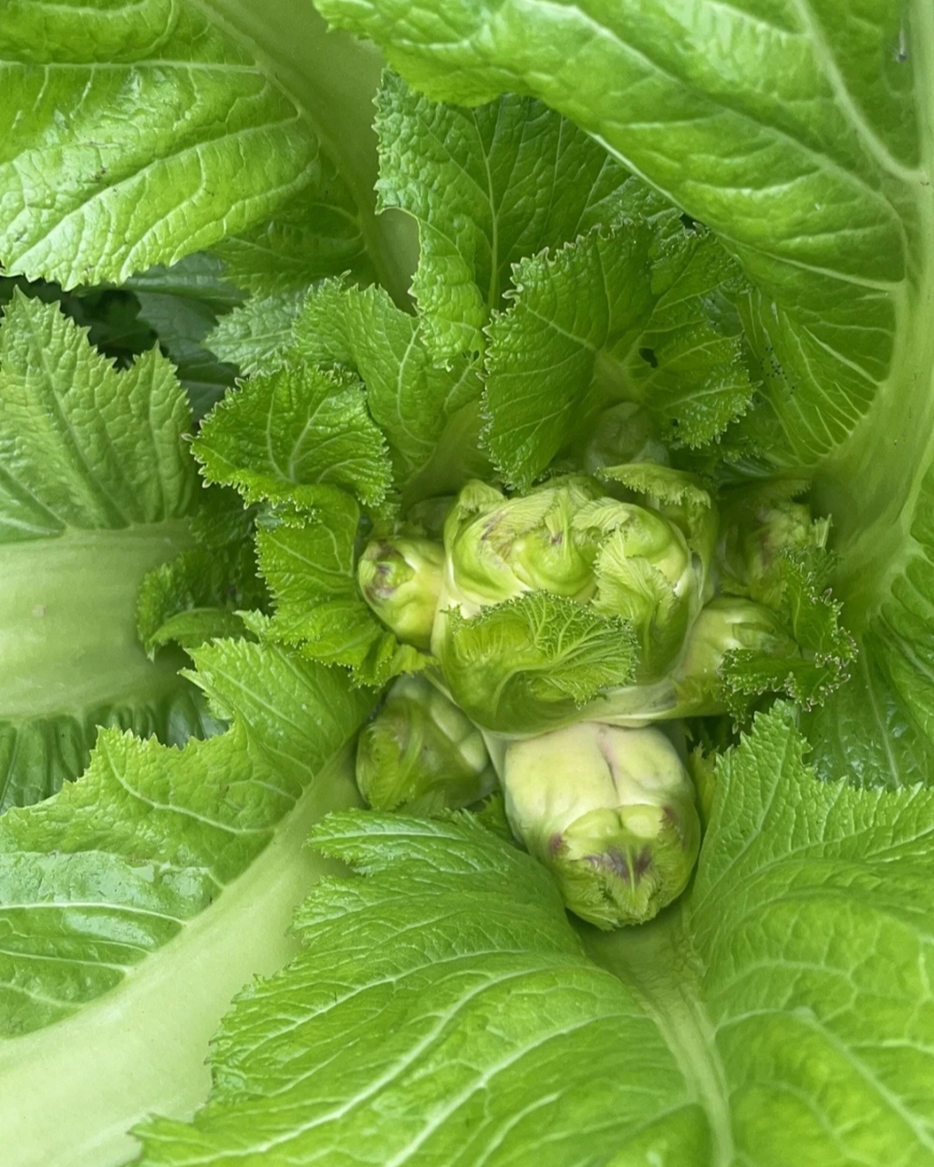 儿菜图片  儿菜,学名"抱子芥",又名娃娃菜,超生菜等,是芥菜的一种.