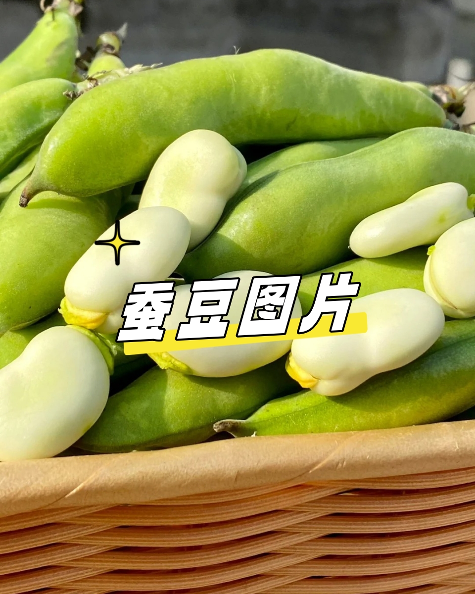 蚕豆,这粒小小的绿色宝藏,以其独特的魅力与诗意,让我们