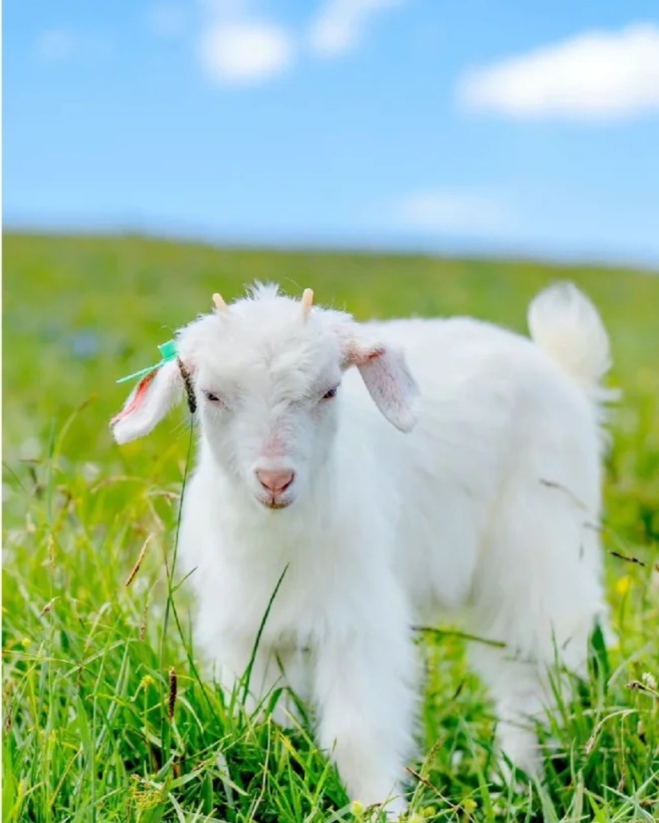 羊图片   羊,这种温顺而又坚韧的动物,总是给人一种温暖而宁静的感觉