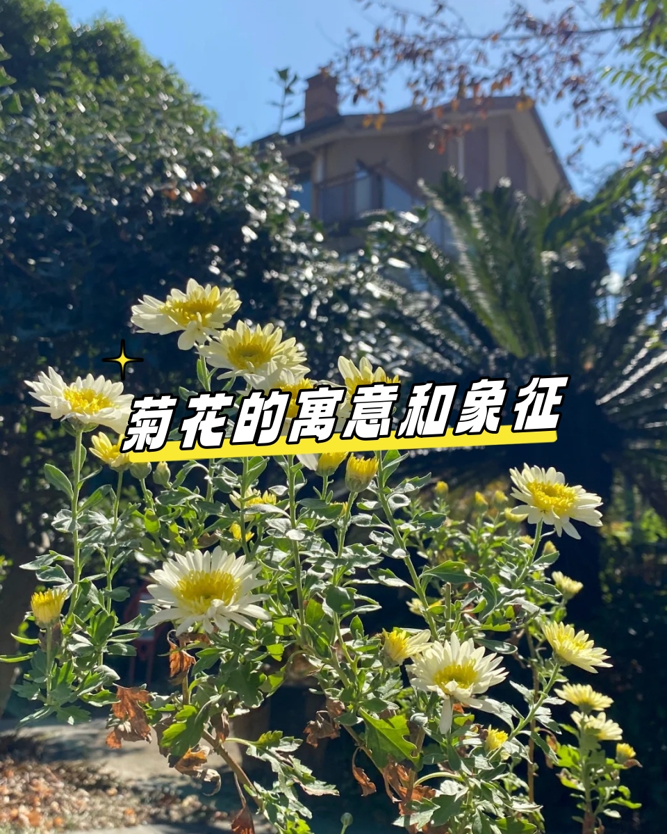 菊花的寓意图片