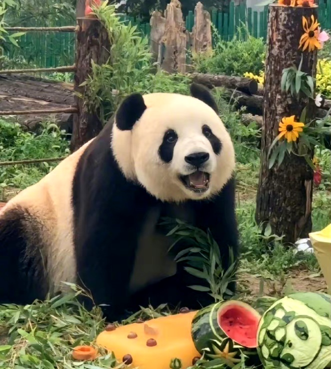 虎头熊真实图片图片