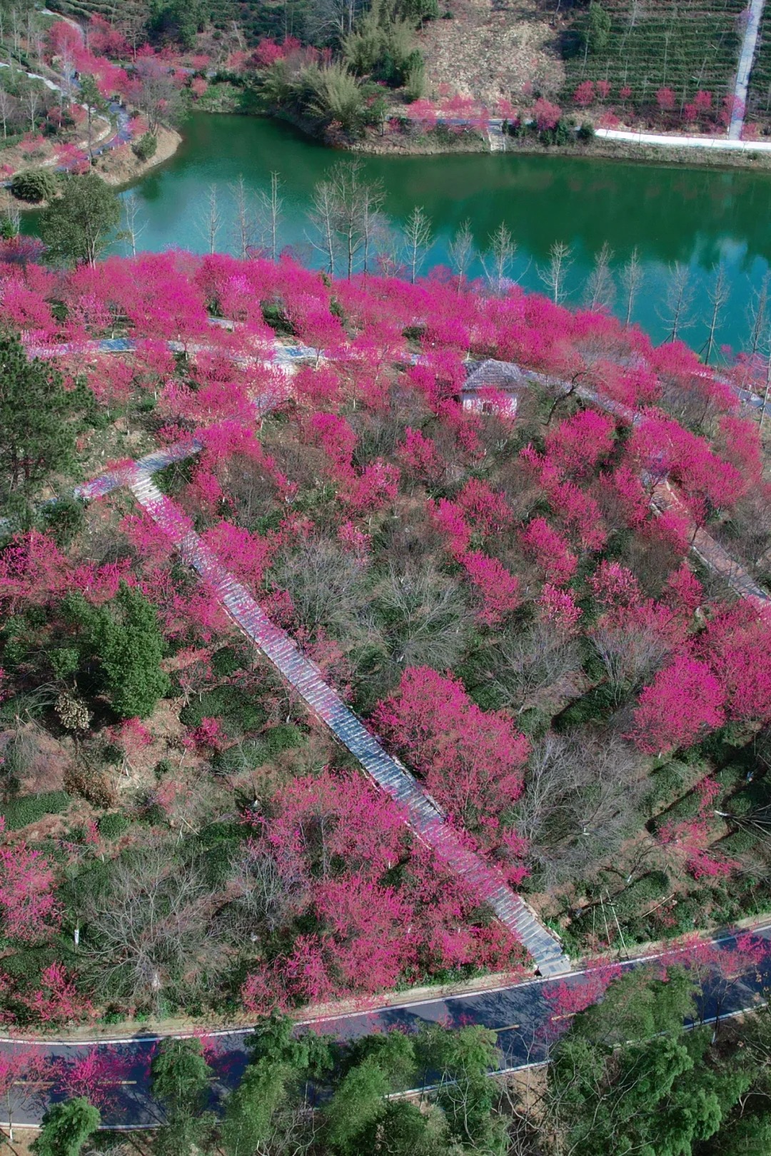 武汉竟然藏着漫山遍野的花海人少景绝美 真的在武汉～ 这个漫山都是
