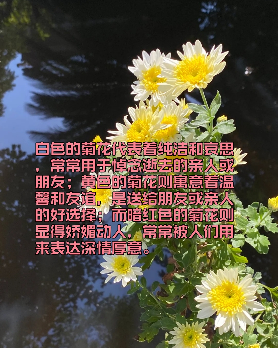菊花的寓意和象征  首先,菊花可是代表着吉祥长寿哦!