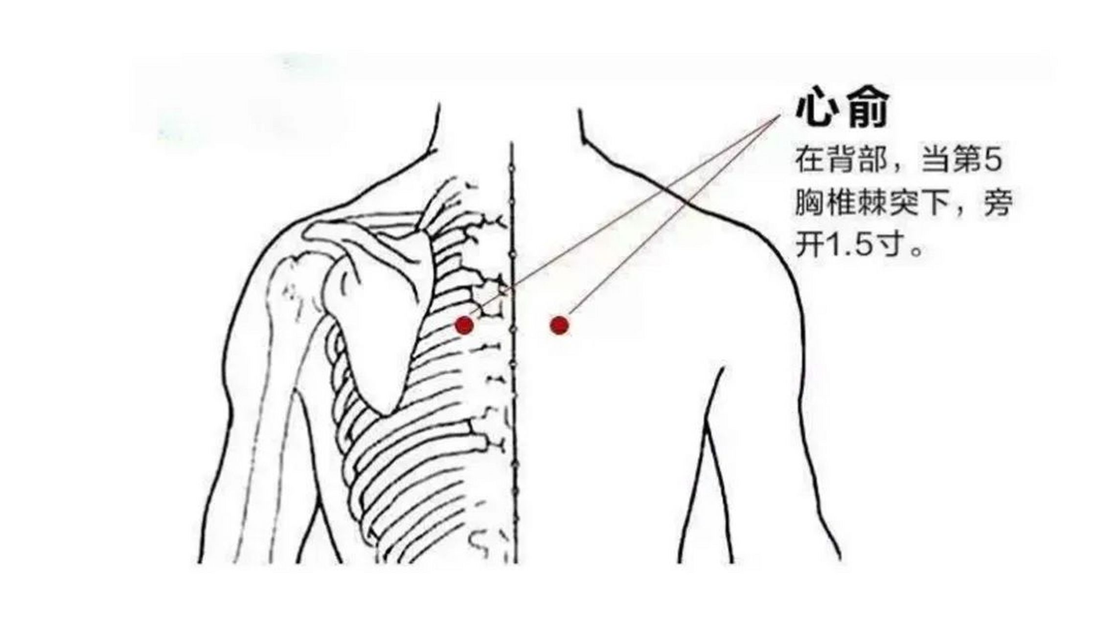 心俞准确位置图 图图片