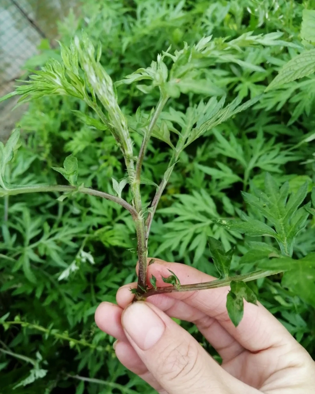 艾草图片  艾草,这株自远古时代便与我们民族相伴的