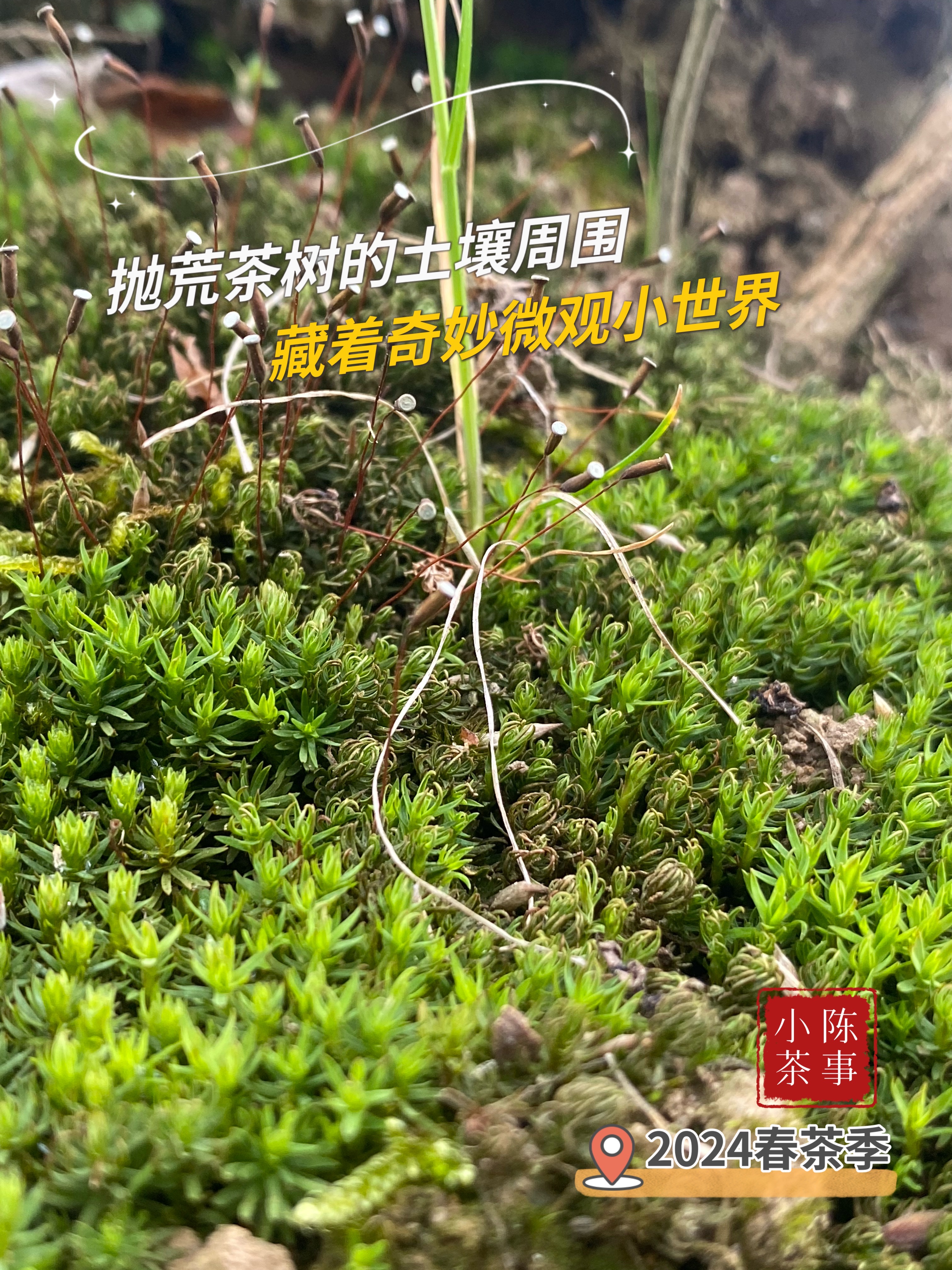 茶叶泡出来很细碎的（茶叶泡出很多碎渣怎么办） 茶叶泡出来很细碎的（茶叶泡出很多

碎渣怎么办）《茶叶泡出来有碎渣子正常吗》 茶叶资讯