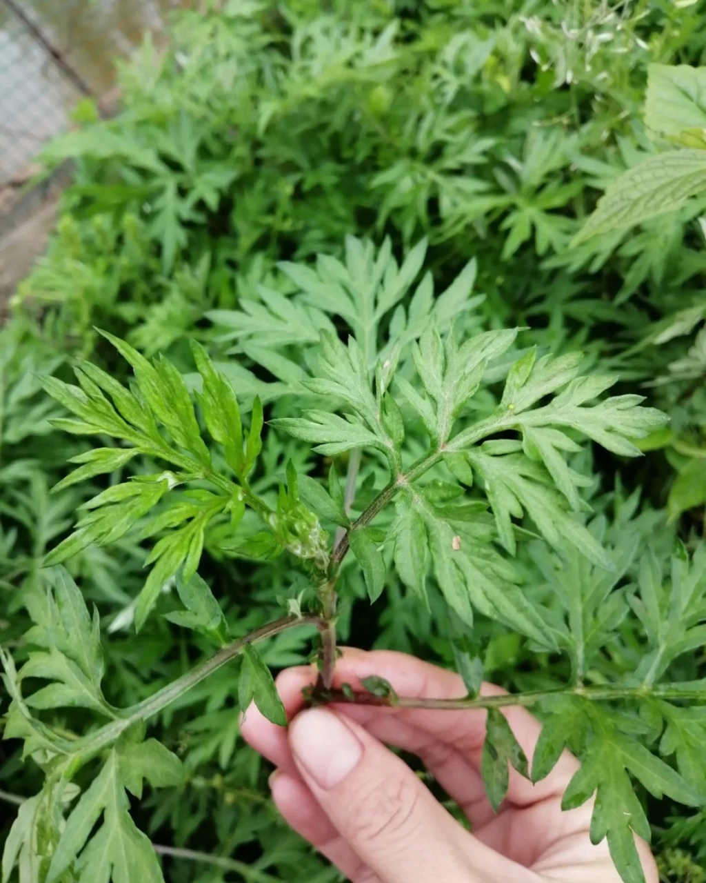 艾草图片  艾草,这株自远古时代便与我们民族相伴的神奇植物,带着岁月