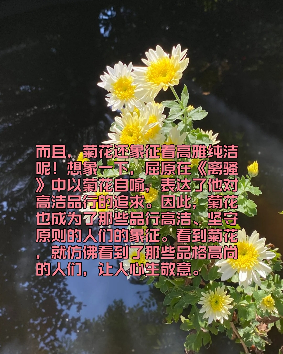 菊花的寓意和象征  首先,菊花可是代表着吉祥长寿哦!