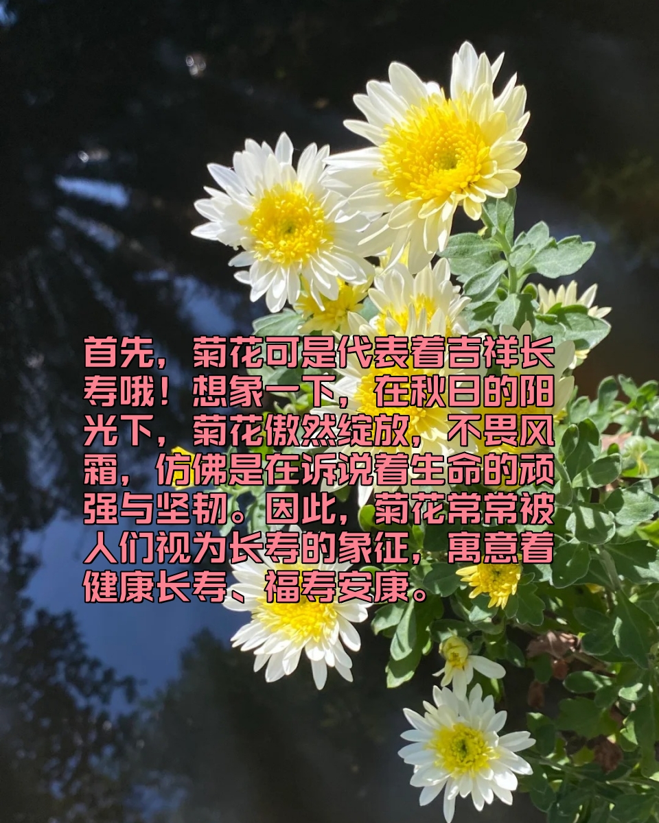 菊花的寓意和象征  首先,菊花可是代表着吉祥长寿哦!