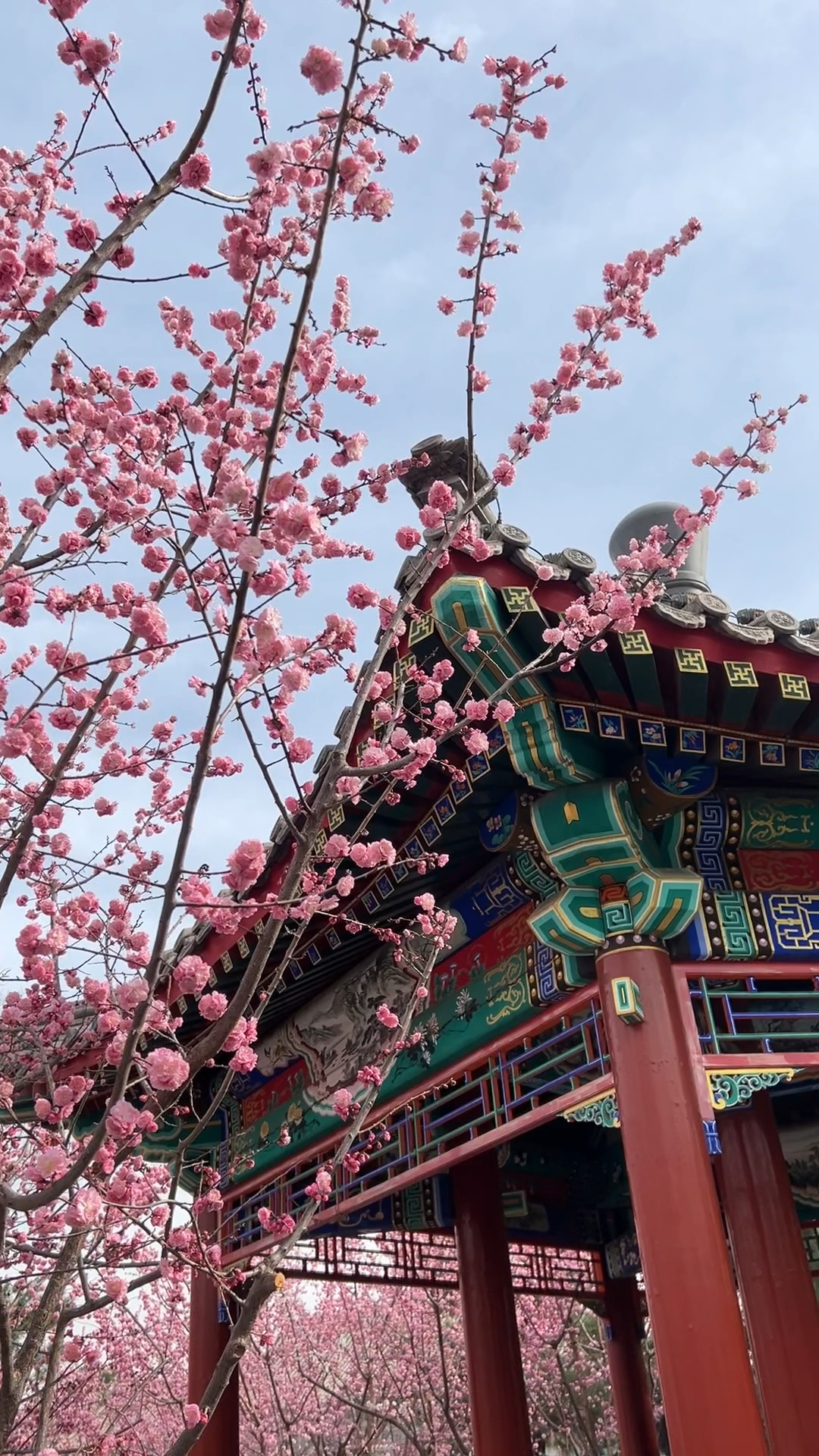 德胜门南边的赏花地