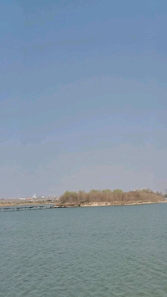 商丘南湖水鸟成群结队