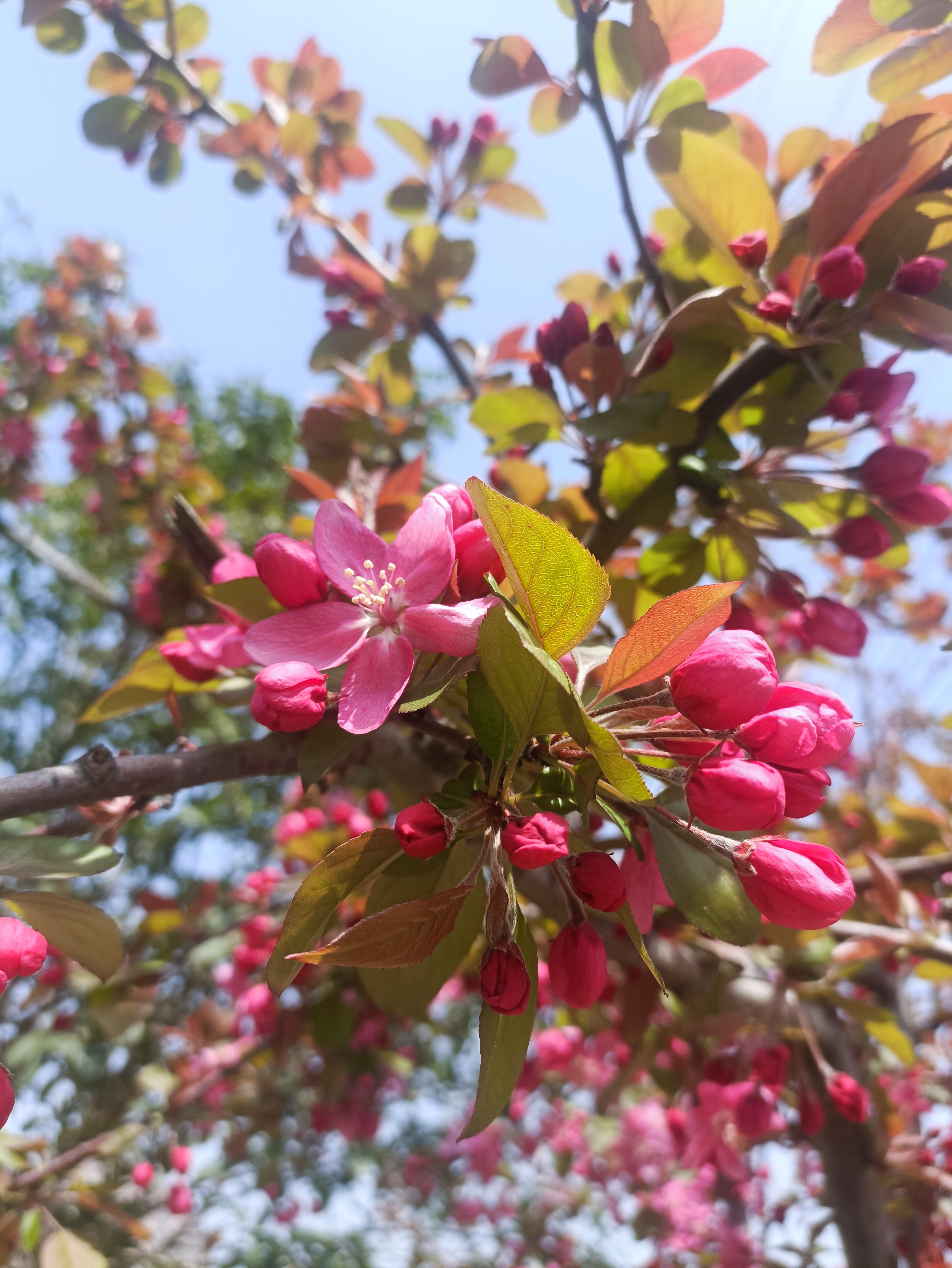 红海棠真美!#云上春山踏青季