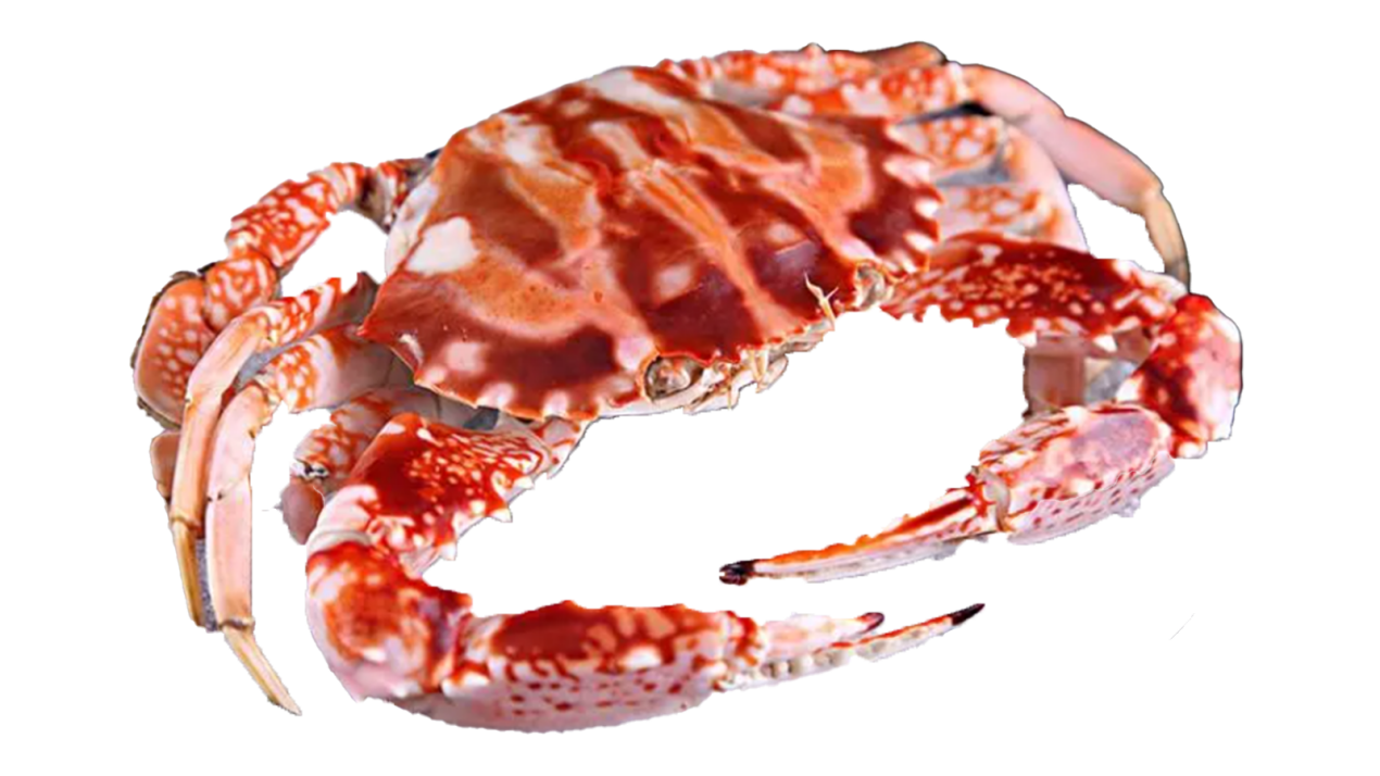 红花蟹怎么选?买之前要牢记这些选购要点!