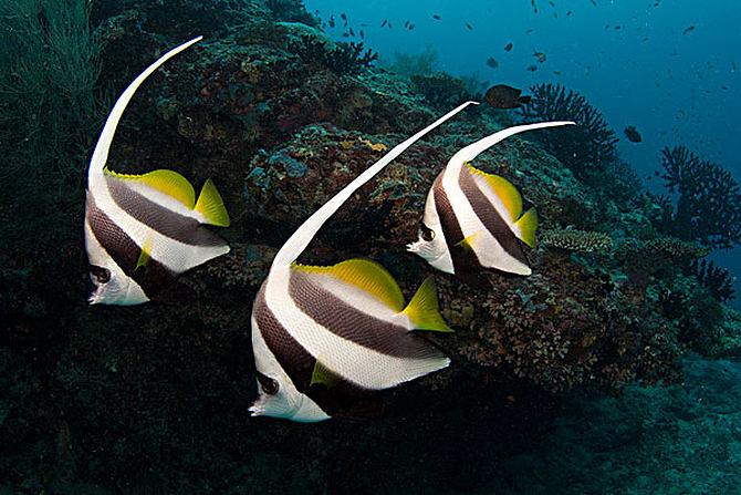 珊瑚鱼:适应珊瑚礁环境的生存高手,多彩特征与生态价值共舞