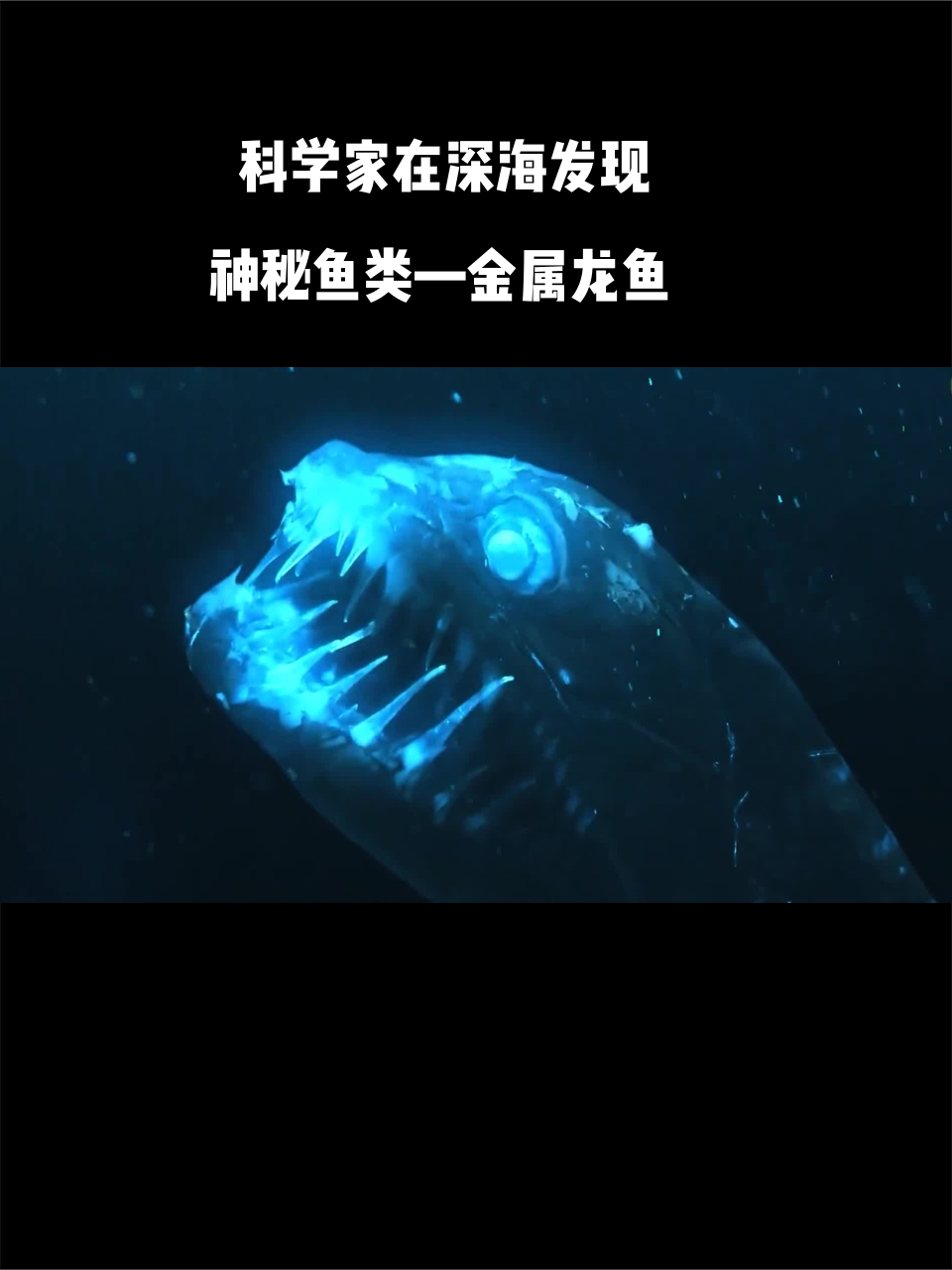 罕见至极!科学家在深海发现神秘鱼类—金属龙鱼
