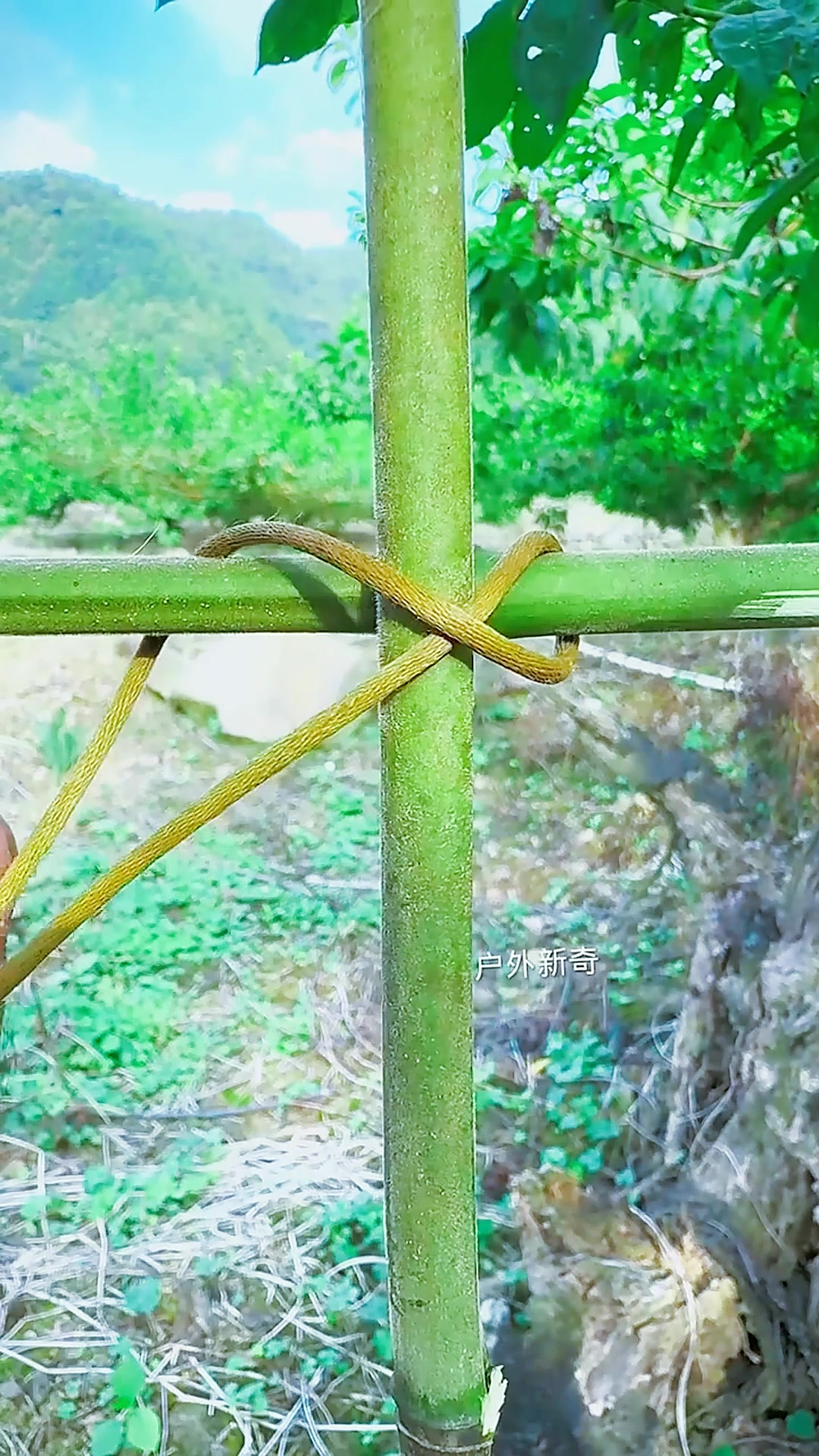 十字豆角架最牢固的绑绳方法