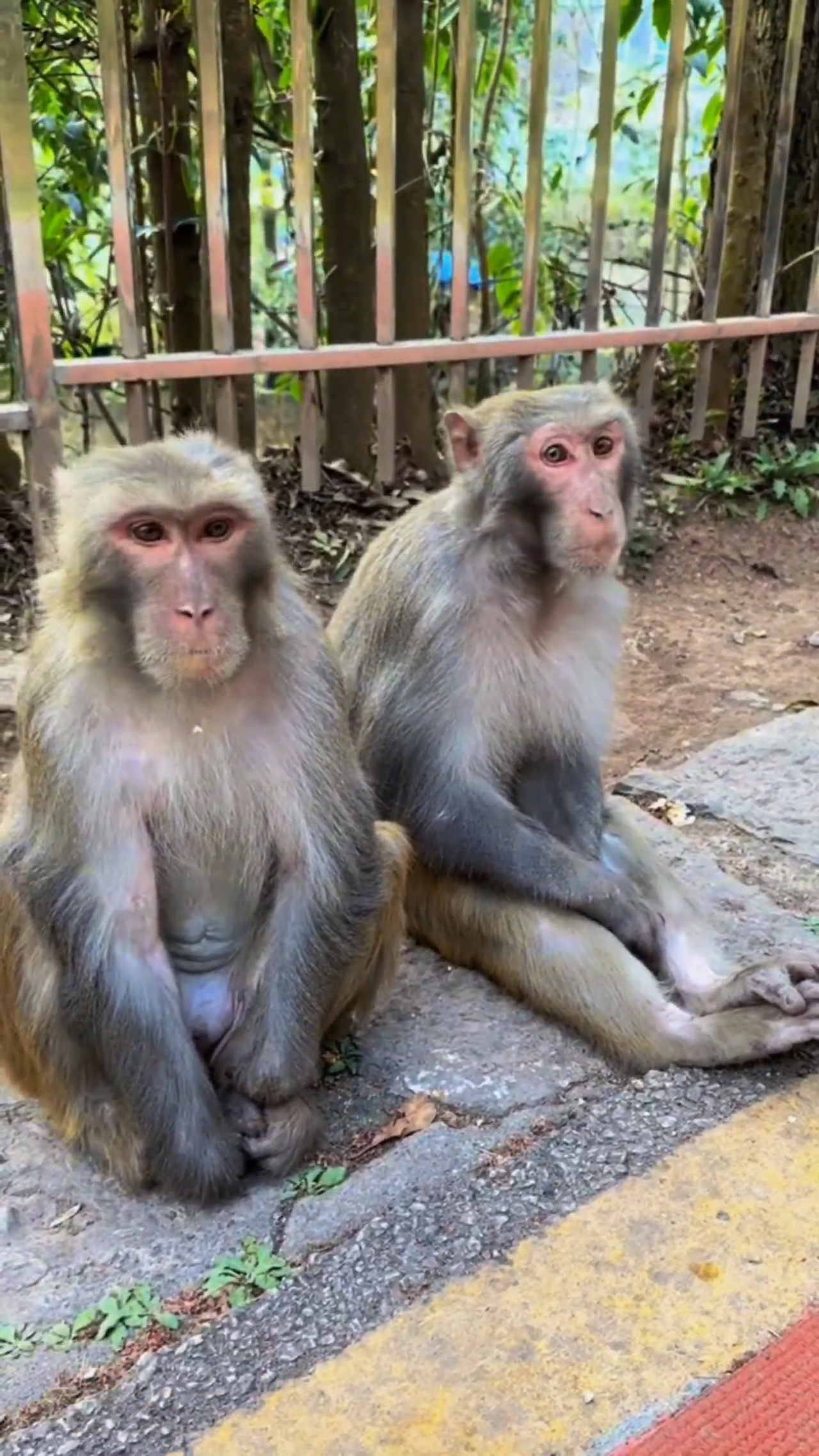 成年大马猴这属于抢镜头嘛?-度小视