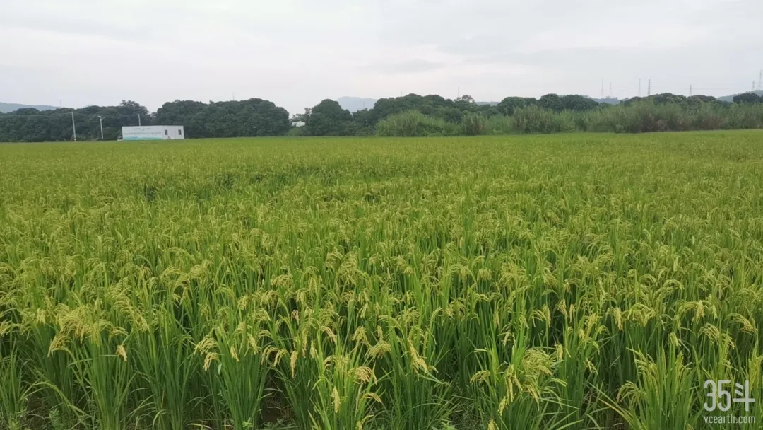 标准是要品质好,产量高,像青香优19香是今年扩产的水稻品种,它也是