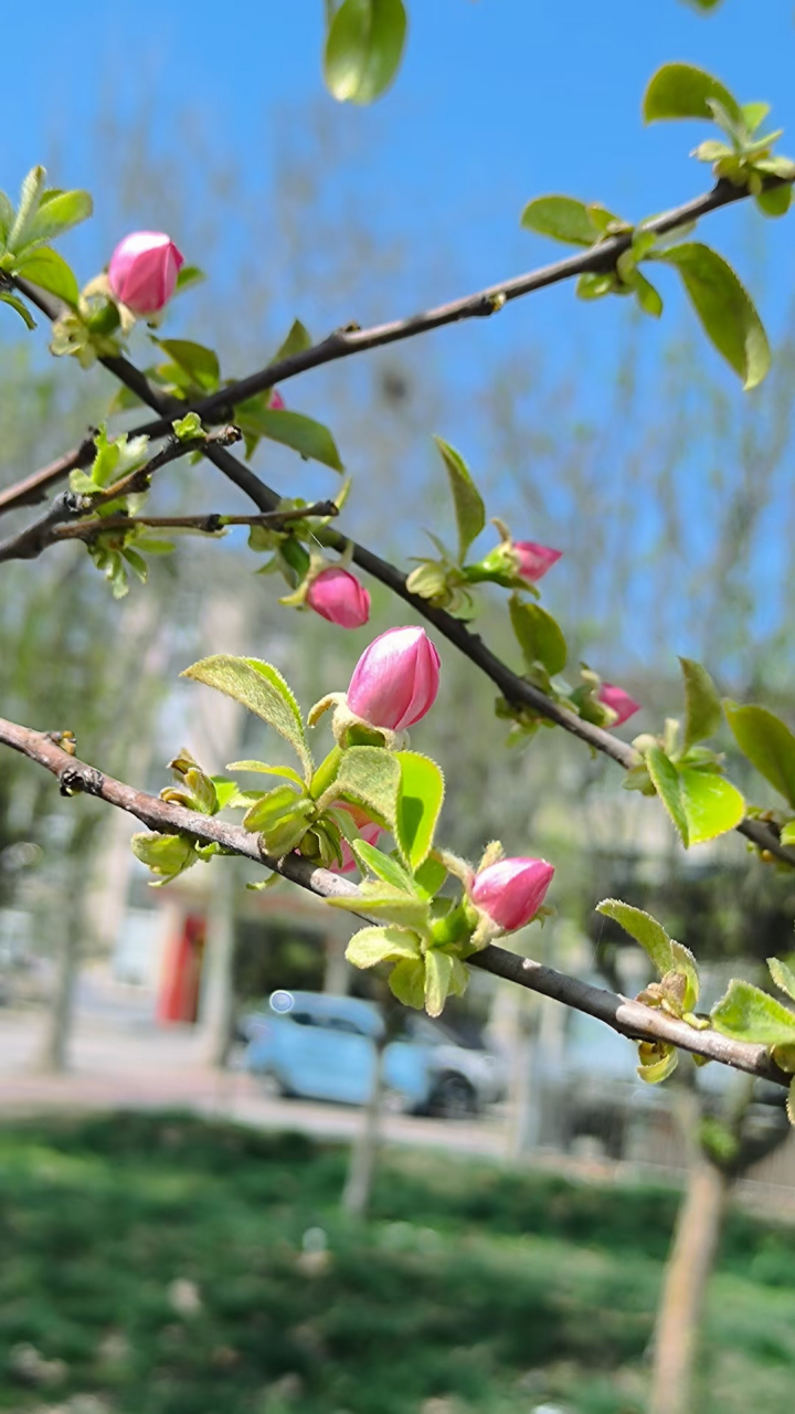 鸟语花香,春满园