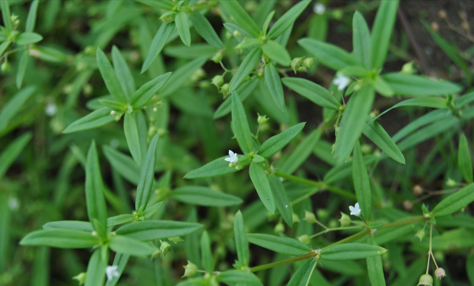 白花蛇舌草