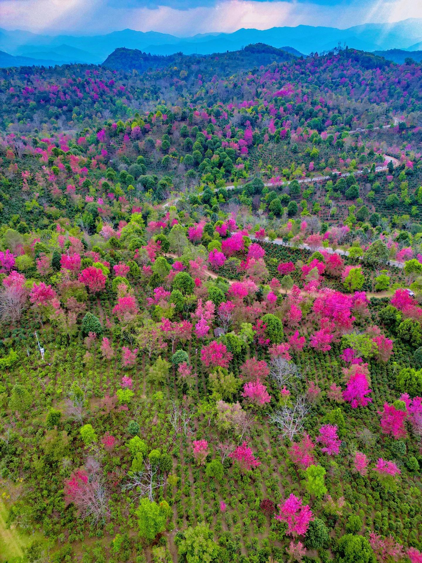 景迈樱花图片