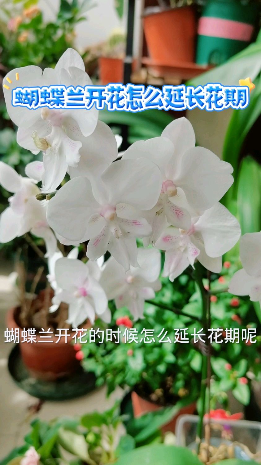 蝴蝶兰花期怎么延长