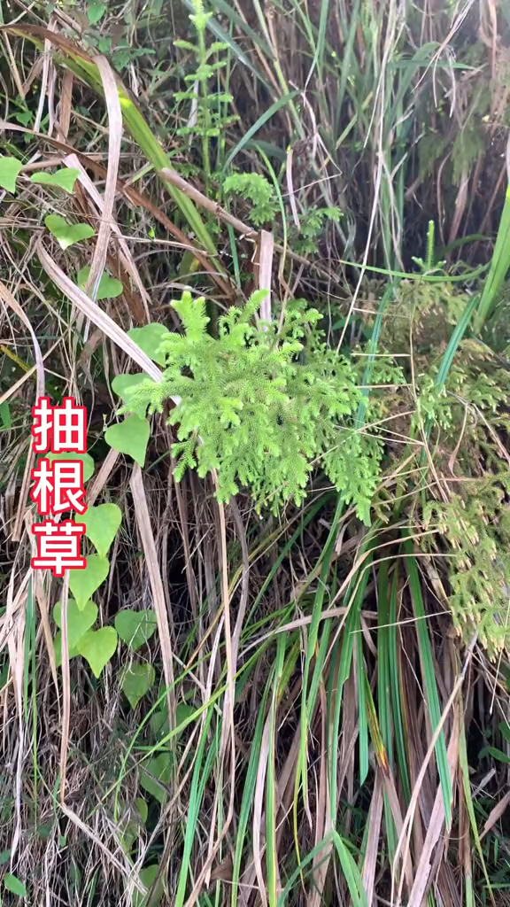 老过筋野菜图片图片