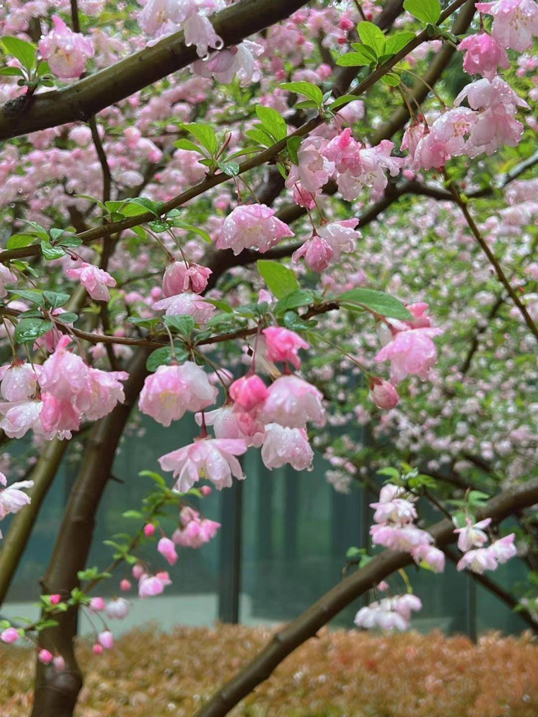 海棠花最名贵排名图片