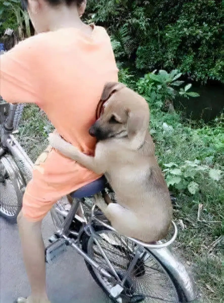 小男孩骑着自行车,车尾搭着的小狗狗双手抱着他的腰,仿佛在表达着对