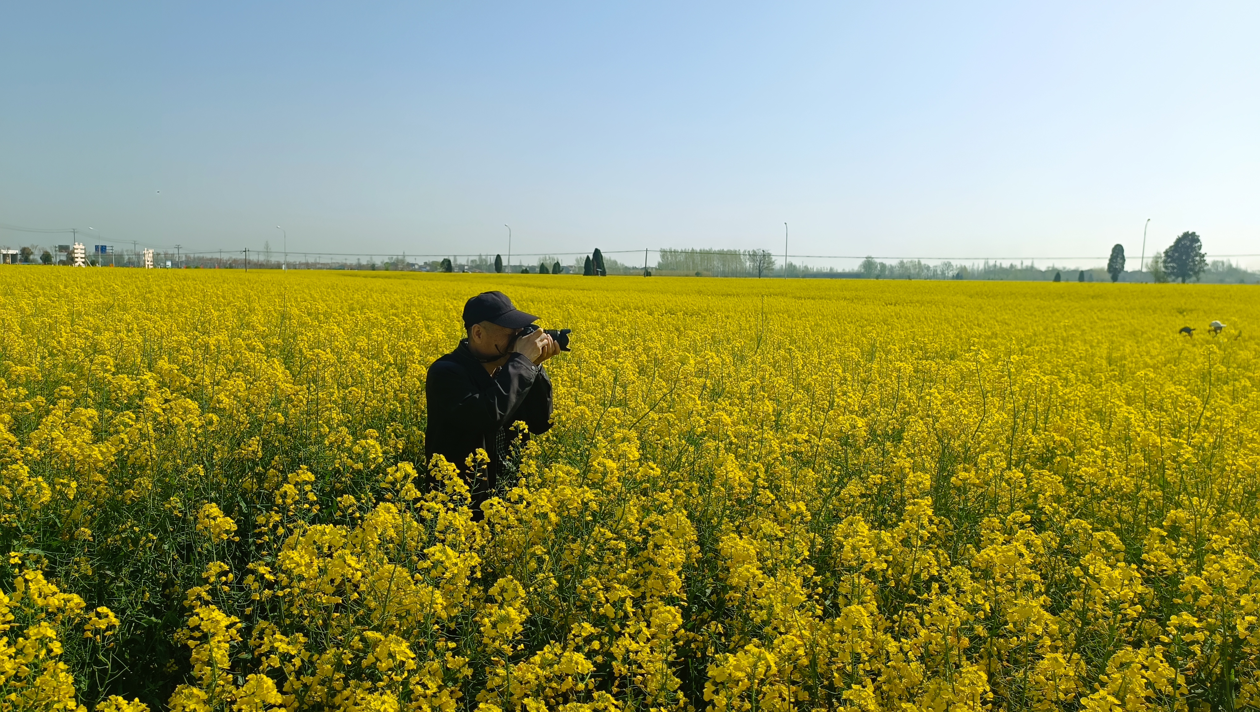 云梦油菜花 云梦胡金店镇油菜花海是湖北省油菜绿色高质高效生产示范